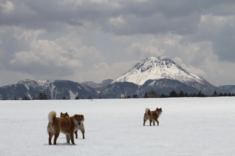 日光澤温泉 — 栃木・日光市奥鬼怒 · 鬼怒沼への登山口に建つ、犬の出迎える素朴な秘湯の一軒