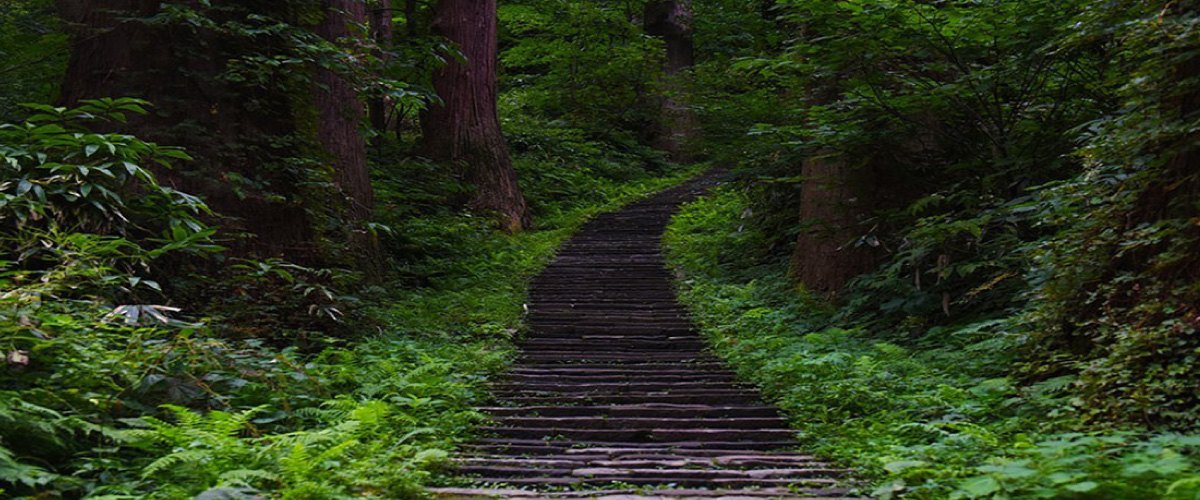 羽黒山の杉木立を抜ける石段の参道 — 宿坊 大聖坊 公式サイトのメイン写真、山形県鶴岡市羽黒町手向