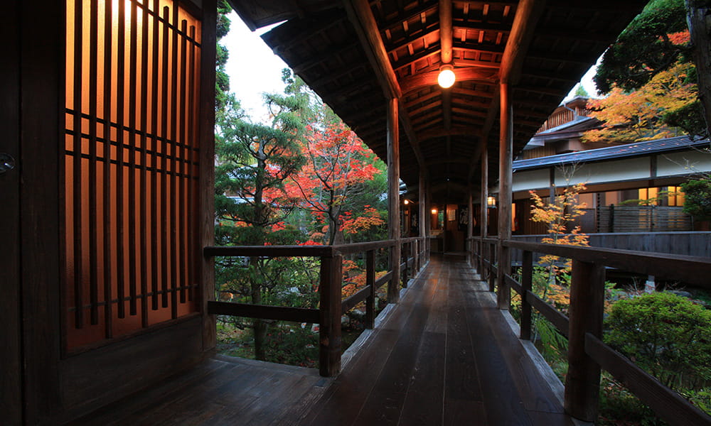 旅館花屋 — 長野・別所温泉 · 栂材の丸太柱と切妻屋根で組まれた渡り廊下、庭の紅葉を望む