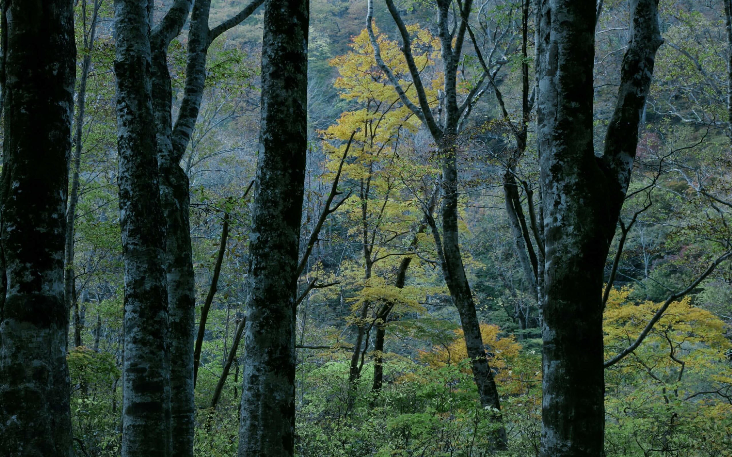 里山十帖 — 新潟県南魚沼市 · 大沢山温泉の里山を彩る秋の落葉樹林