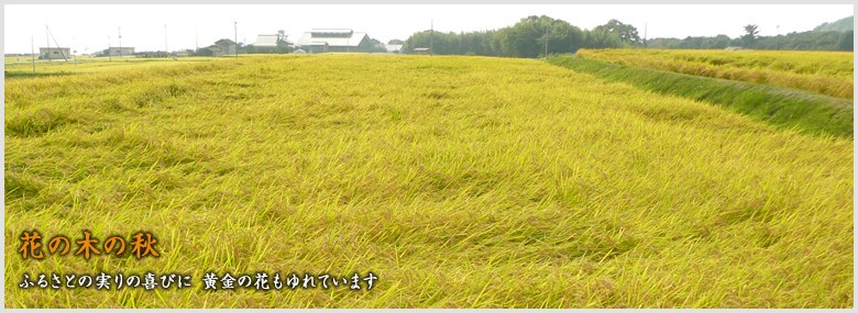 御宿 花の木 — 佐渡市宿根木 · 築150年の古民家を移築した2000坪の陶芸宿、秋の中庭