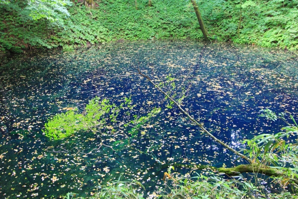 みちのく温泉旅館 — 深浦町艫作 · 白神山地の伏流が湛える十二湖・青池の水面