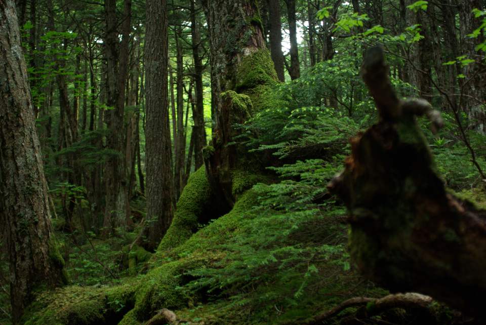 渋御殿湯 — 茅野市北山 · 天狗岳登山口を擁する北八ヶ岳・渋の湯の苔むす原生林