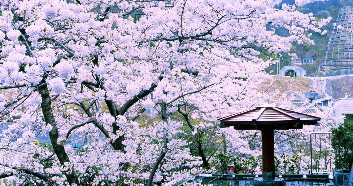ホテル黒部 — 富山県黒部市・宇奈月温泉 · 桜の咲く露天風呂と、山彦橋・宇奈月ダム側の峡谷